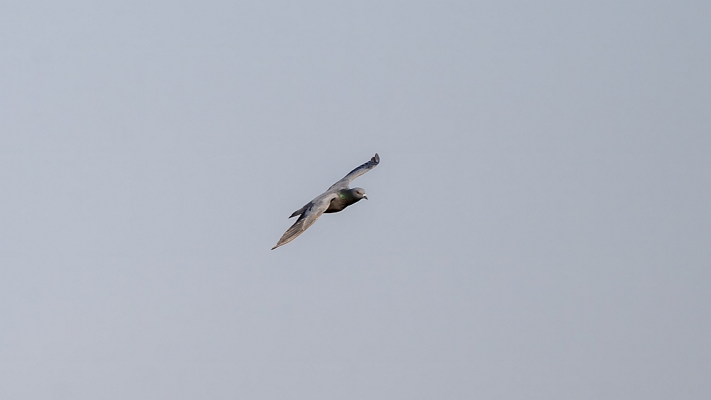 Rock Pigeon
